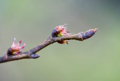 Ulmus glabra 'Pendula' - jilm horský - pupen květ
